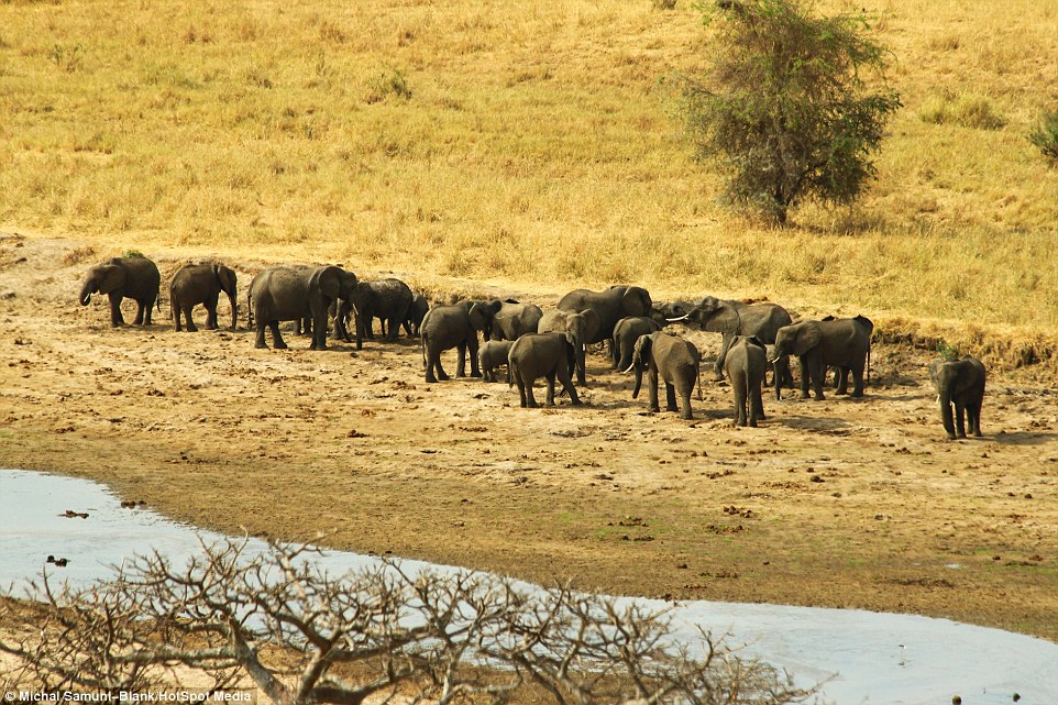 ��ɫ�ж���ѧ����̹ɣ���ǲ�׽��Ǩ����ȺΪ��ˮԴ����500ͷˮţ��׳�۳���