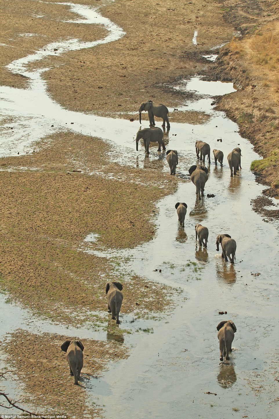 ��ɫ�ж���ѧ����̹ɣ���ǲ�׽��Ǩ����ȺΪ��ˮԴ����500ͷˮţ��׳�۳���