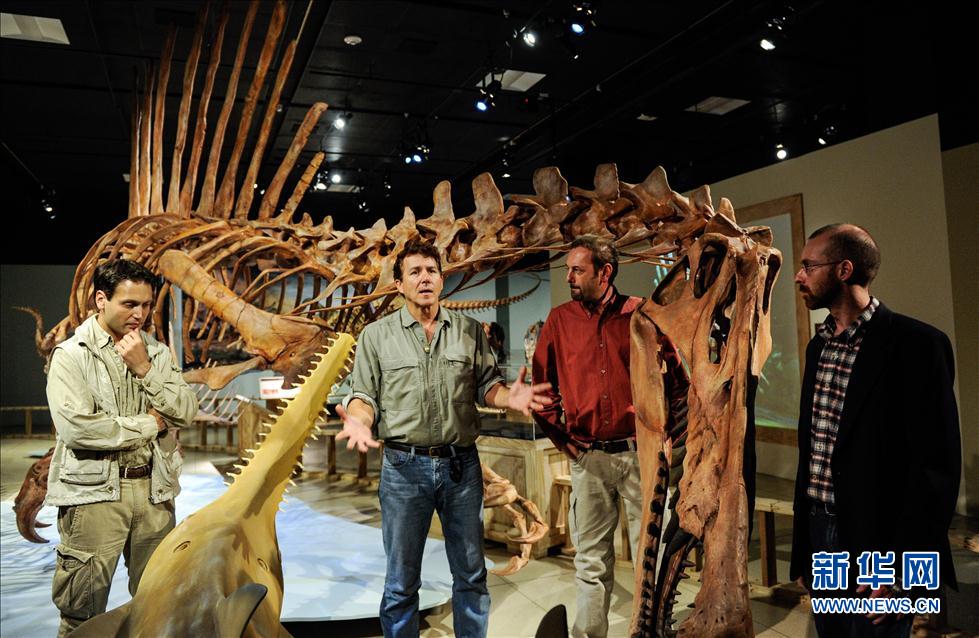 9月11日,在美国首都华盛顿,埃及棘龙复原模型在国家地理博物馆展出。图为芝加哥大学古生物学家保罗·塞雷诺(左二)在讲解埃及棘龙的头骨构造。
