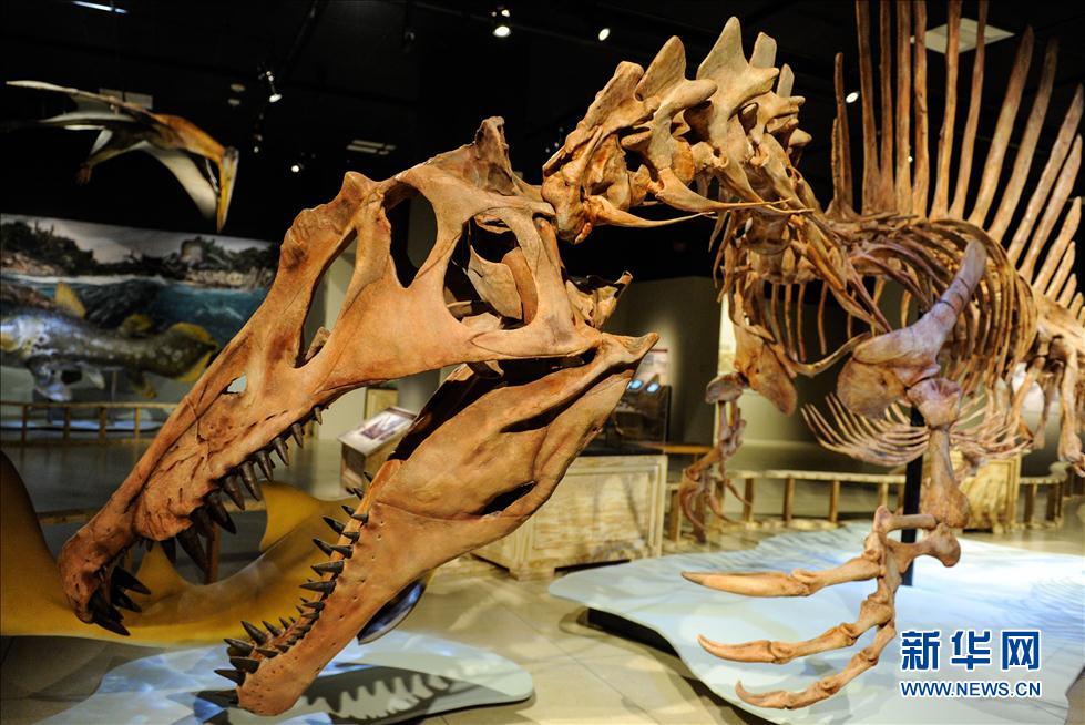 9月11日,在美国首都华盛顿,埃及棘龙复原模型在国家地理博物馆展出。