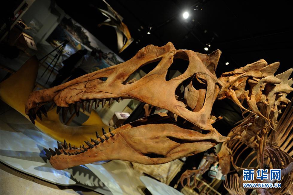 9月11日,在美国首都华盛顿,埃及棘龙复原模型在国家地理博物馆展出。