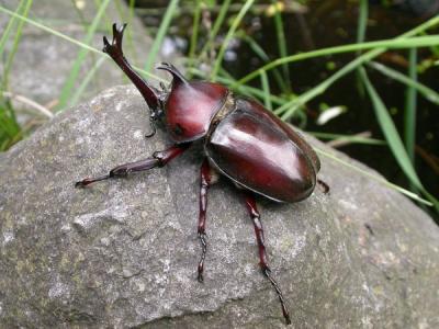 美国泛美航空914号班机失踪35年后突然降落在