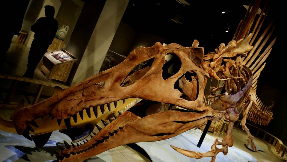 埃及棘龙水陆两栖猎捕鲨鱼