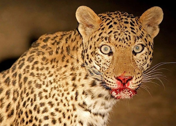 ϲ������ɽ������ӡ�ȴ����������´�˵��һֻ����ר�ųԺ���������