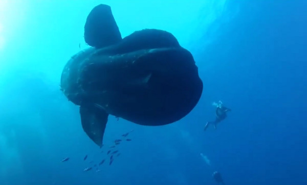 潜水夫海底惊遇超巨大翻车鱼