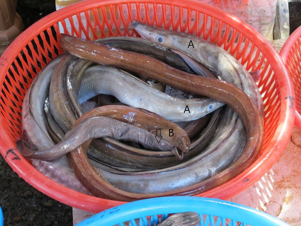 ���г���ä�����������������ͬһ�������С�ä����ʳ�����еķֽ��߽�ɫ(��ʳ��)�������������������߽�ɫ�� ����ͷ:ä����A:�����ƻҺ�����B:���Ƴ�������ͼƬ��