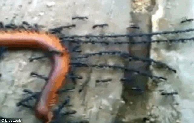 ��ѧ�ҹ۲췢��ϸ���ϻὫ����˴����ӳ������ṹ����ͬ�������Ӵ��ǧ��������ϳ����á�