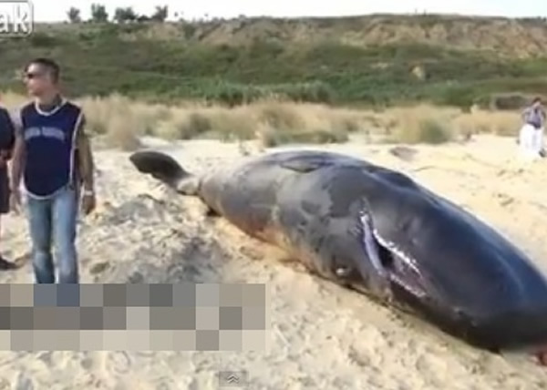 多达7条抹香鲸在沙滩搁浅,部分显得奄奄一息。