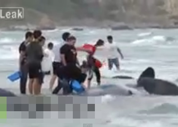 部分善心的泳客协力将生还的抹香鲸推回大海