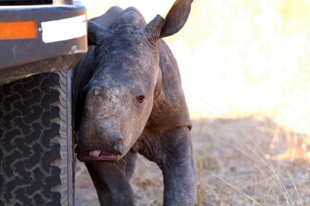 �Ϸǹ��ҹ�԰���8�ܴ��СϬţ������� ĸ���ɲ���Ƿ�������ɱ��