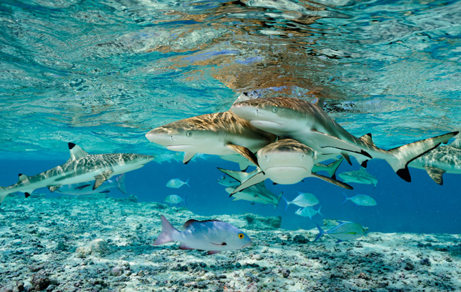 乌翅真鲨、蓝鳍鲹、白斑笛鲷（图中前方）挤在通往千禧岛泻湖的一条浅浅的水道内，随时虎视眈眈，等待着食物上门。这类顶级捕食者的存在，是世界最健康的珊瑚礁共同的重要特