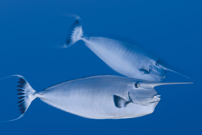 环纹鼻鱼是在南莱恩群岛水域记录到的325个鱼种之一。它们头部有角状突起，功能不明，但不是用来打斗，因为它们争夺地盘时使用的是尾巴附近尖锐的棘。