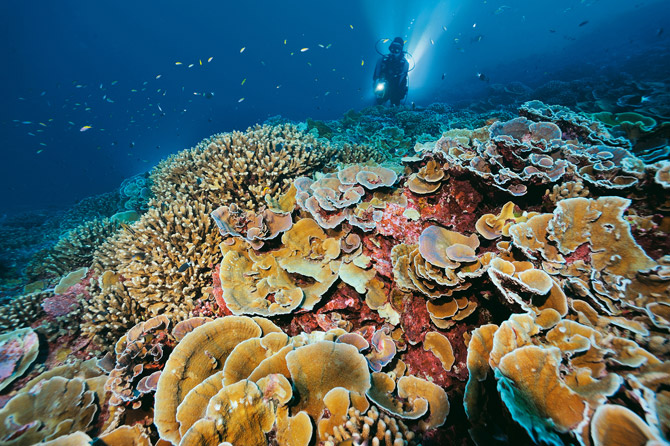 在世界其他地方，珊瑚都因白化与疾病而大量死亡，但南莱恩群岛的珊瑚礁依然韧性十足。科学家认为珊瑚健康的关键在于完好的生态系，其中所有的原生物种都各司其职──包括花