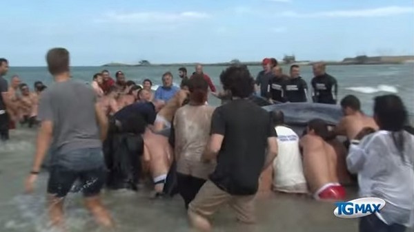 众人合力抢救搁浅的鲸鱼,协助它们回到大海。