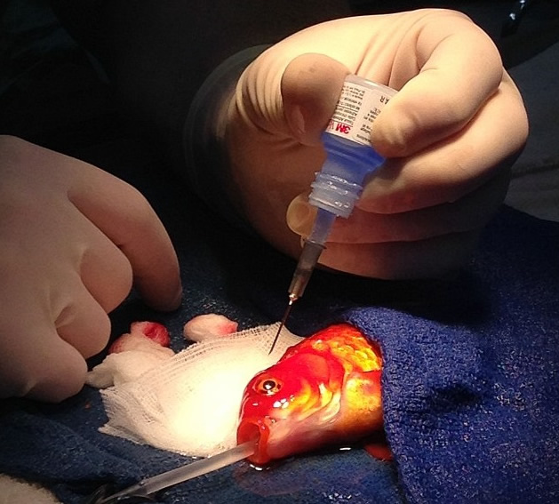 兽医为乔治施行微创手术,以切除其头部内的肿瘤。