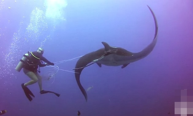 ��˹����Ӿ���ħ���㱻�����߲�ס ǱˮԱ����