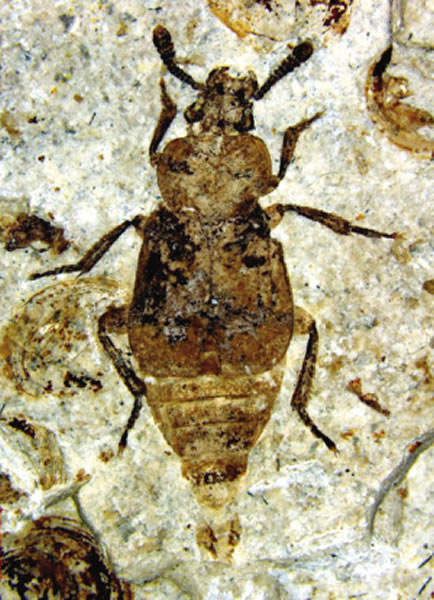 �����ɹŷ��ֵ���׳滯ʯ