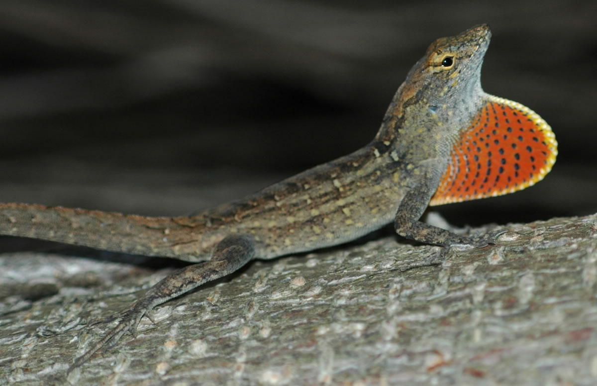 沙氏变色蜥(Anolis sagrei)