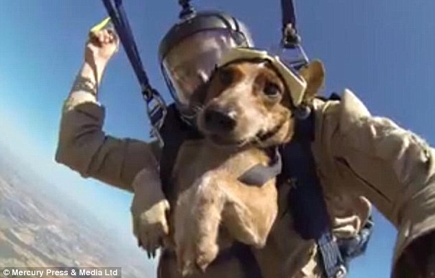 ��������Ȯ��������ɡ