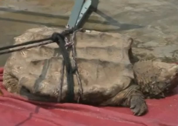 ���ݵ��㰮���������ں��е���һֻ��Լ50��ľ޴�����