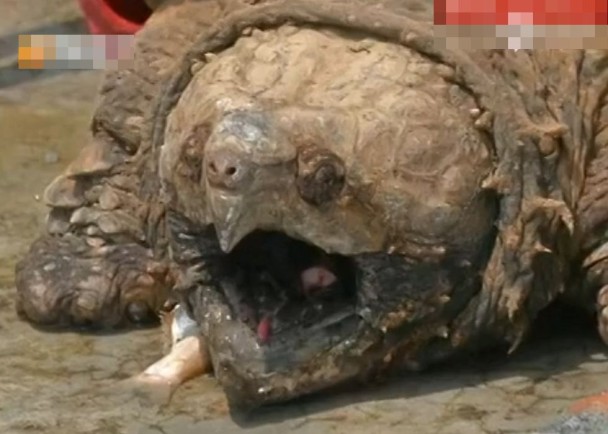 ���ݵ��㰮���������ں��е���һֻ��Լ50��ľ޴�����