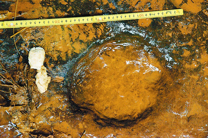 鸟脚类恐龙足迹