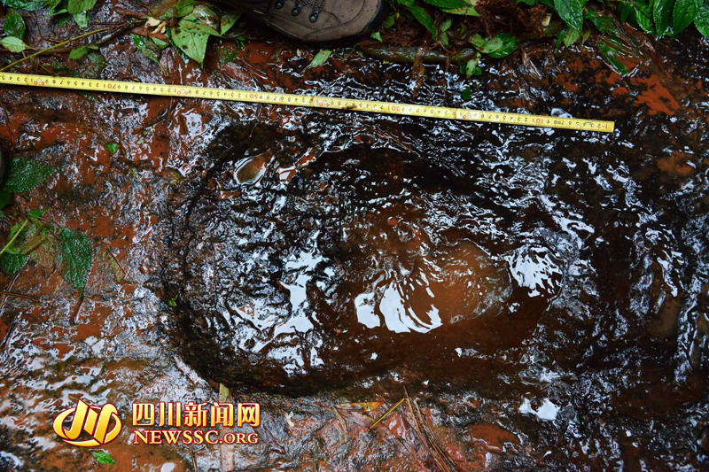 专家测量龙井村发现的鸟脚类恐龙足迹