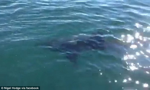 视频显示这只鲨鱼竟然长达4米多