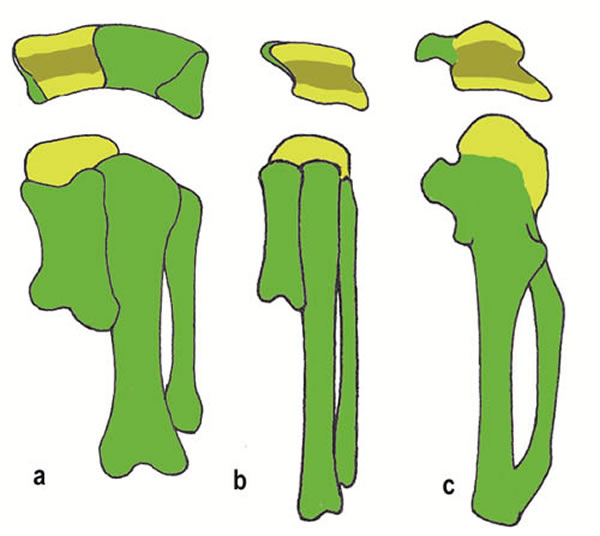 ‘半月形腕骨’演化的三个重要阶段