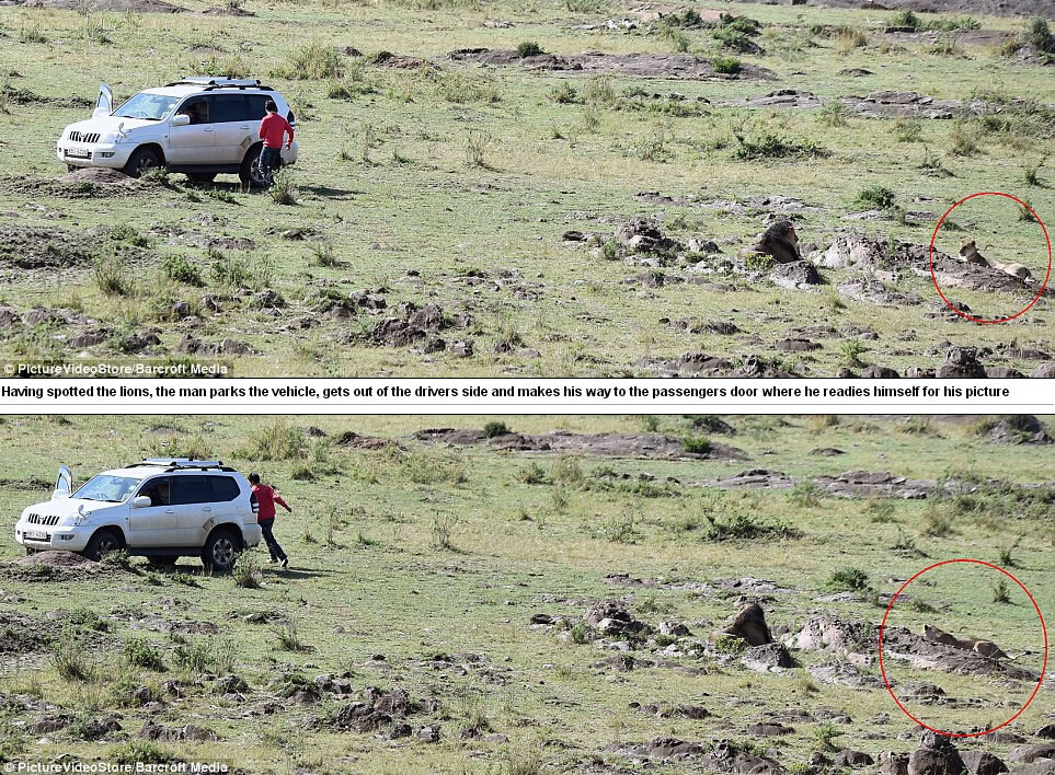 肯尼亚马赛马拉动物保护区一位游客走出汽车冒险与狮子合影