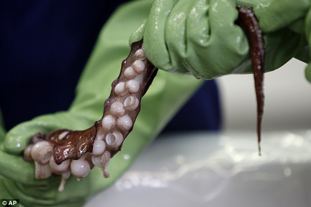 这是一条雌性鱿鱼,8根触足长度都超过1米,两根触须长度更长,可能达到两米。