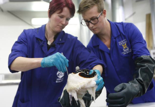 新西兰奥克兰理工学院科学家凯蒂-博尔斯塔德(Kat Bolstad)和学生亚伦-博伊德-埃文斯(Aaron Boyd Evans)对这条超级鱿鱼进行解剖,图中是