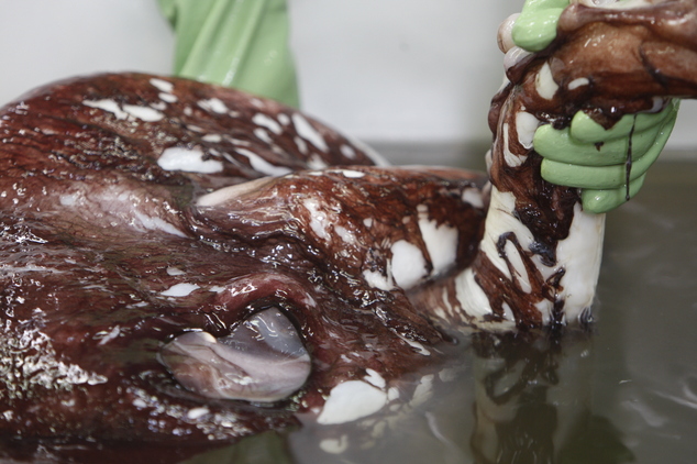 在检查鱿鱼尸体时,科学家抓着这条巨型鱿鱼的触足,据悉,他们使用一台叉式升降机将鱿鱼尸体放置在一个水池中。