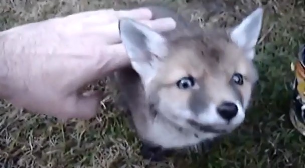 С����ͷ������ͷ ��Ⱥ��л��������