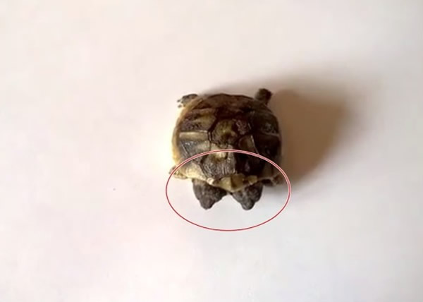 ������һֻ��˫ͷ�ꡱ����