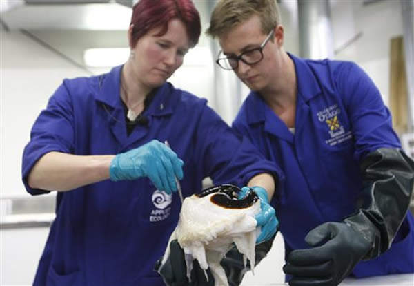 新西兰科学家网上直播解剖南极捕捉的大王酸浆乌贼