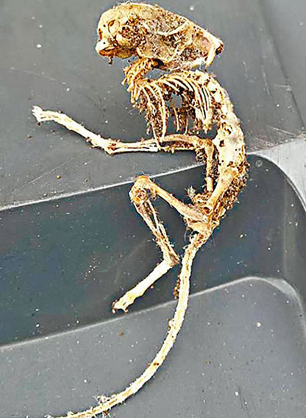 Ӣ�������ڼ��з��ֵĿ��������˺���