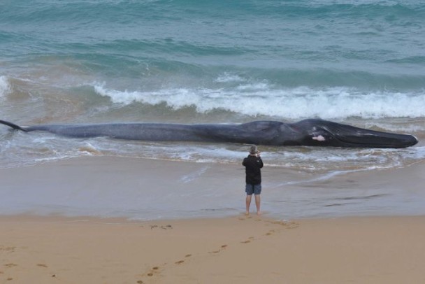 ����άʡ��̲����16�׳����Գ��뾨ʬ��