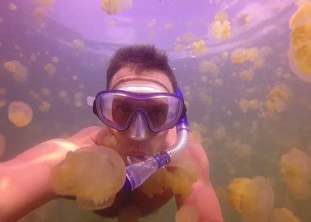 加拿大男教师勇闯水母湖 与千万水母畅泳