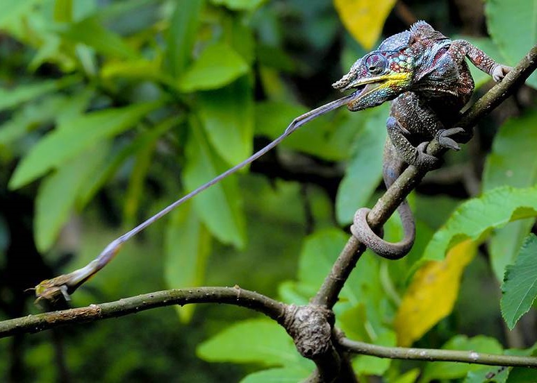 ˹�������ǲ�׽������ʳһ�̵���Ƭ����ô󽱡�