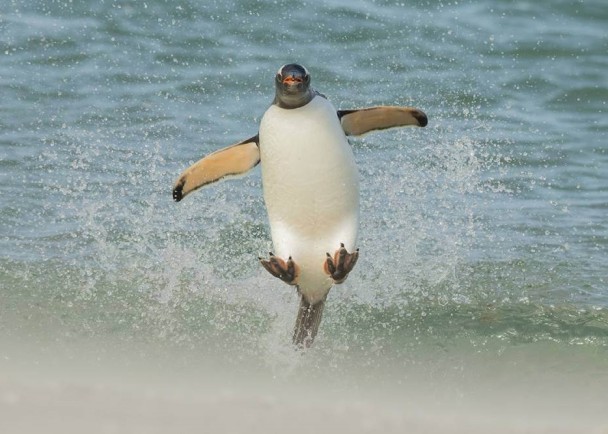 ����һ���ý���Ʒ�У��ɼ�����ں���Ծ��״����Ƥ��