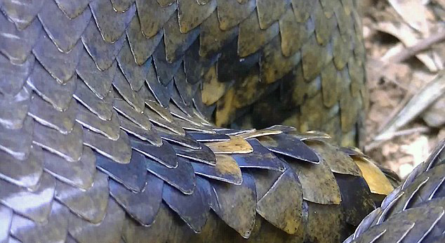 法属圭亚那教师捕获17英尺巨蟒 - 神秘的地球