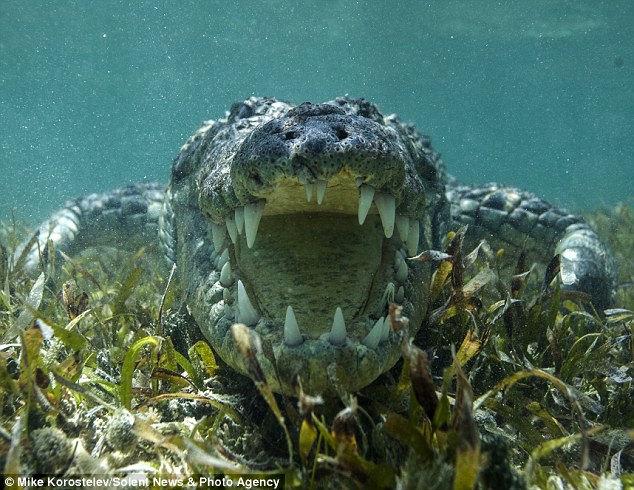 俄罗斯摄影师在墨西哥和近3公尺的鳄鱼在水底面对面拍照
