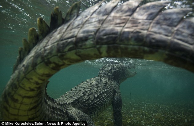 俄罗斯摄影师在墨西哥和近3公尺的鳄鱼在水底面对面拍照