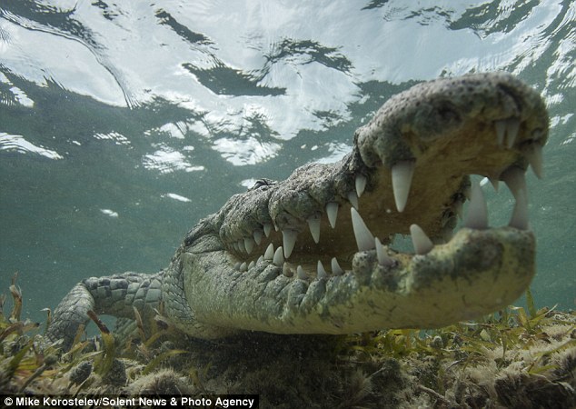 俄罗斯摄影师在墨西哥和近3公尺的鳄鱼在水底面对面拍照