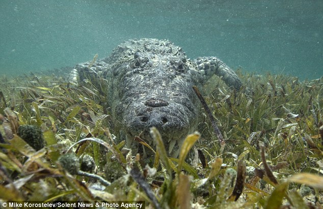 俄罗斯摄影师在墨西哥和近3公尺的鳄鱼在水底面对面拍照