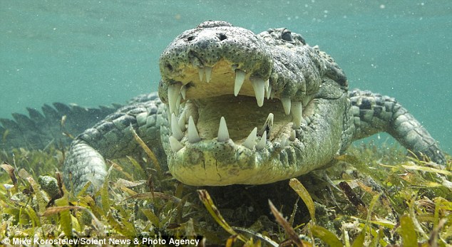 俄罗斯摄影师在墨西哥和近3公尺的鳄鱼在水底面对面拍照