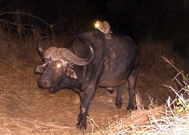 �ߪ�����ˮţ�ϣ���Ȼ�Եá�