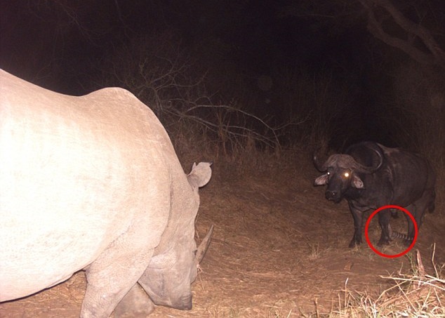 Ұ�����żƻ�����������¼������׽�ߪ�(��Ȧ)�ĸ����Ƭ�Ρ�