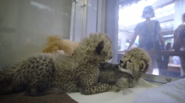 美国加州圣地牙哥野生动物园迎接两只新生命猎豹宝宝